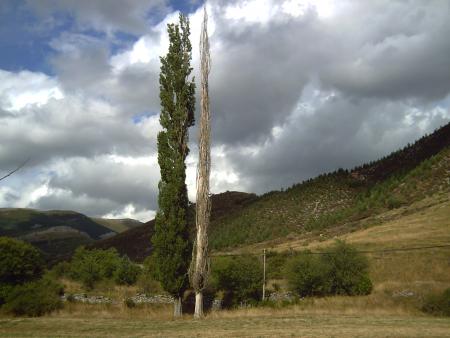 Árbol seco & Árbol verde